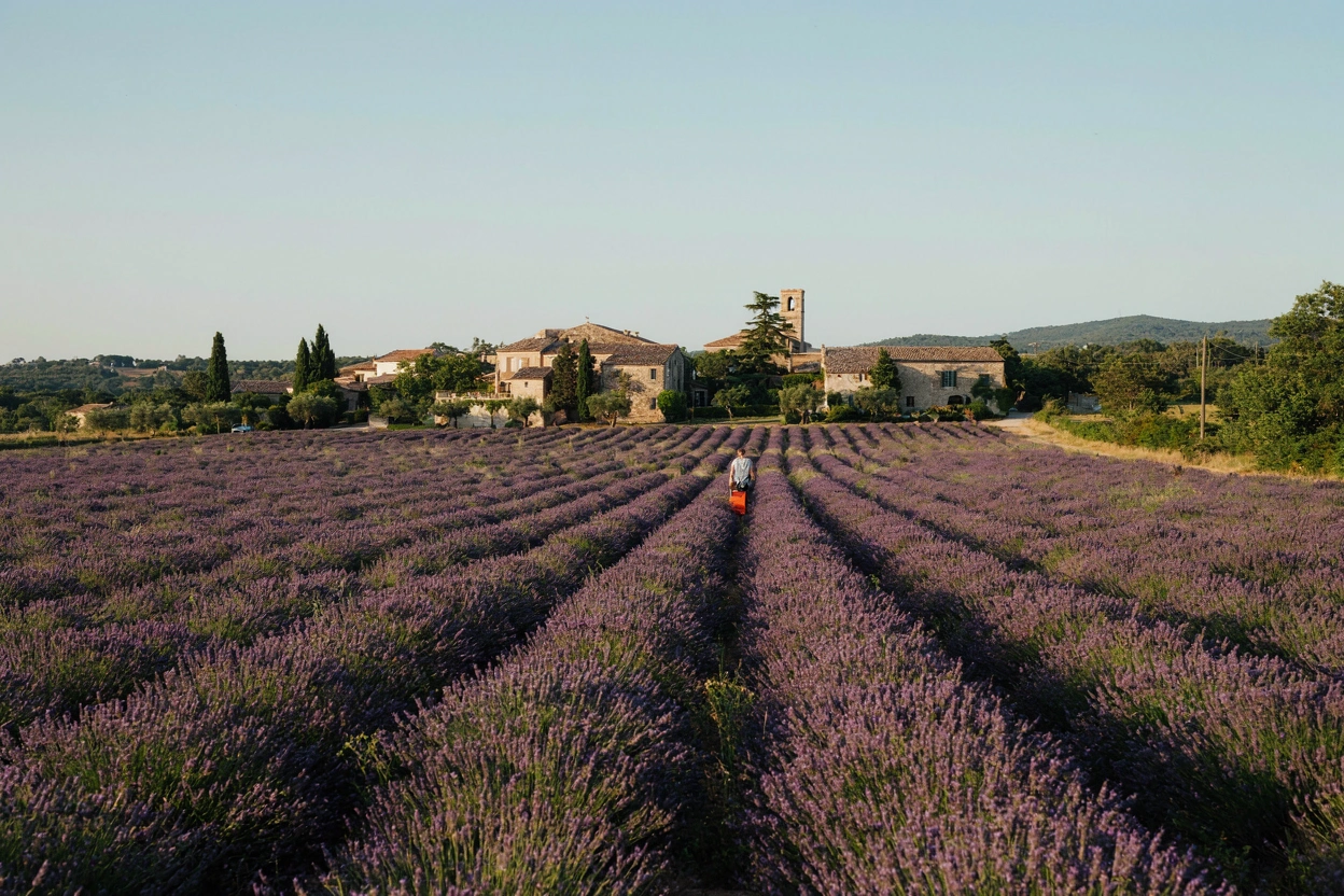 Champs de lavande en Provence